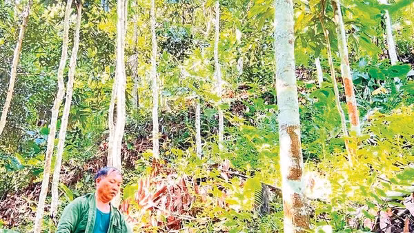 Cựu chiến binh Lý Kim Báo chăm sóc rừng quế.