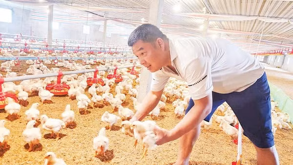 Anh Nguyễn Văn Huy kiểm tra quá trình sinh trưởng của gà nuôi.