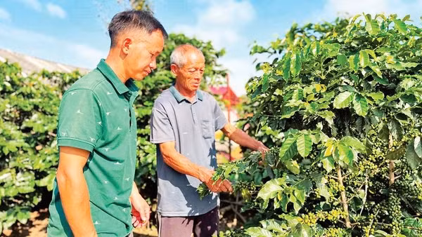Nông dân xã Quài Tở chăm sóc cây cà-phê, một trong hai loại cây chủ lực được tỉnh ưu tiên mở rộng diện tích.