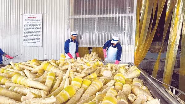 Măng bát độ được chế biến tại Công ty TNHH Yamazaki Việt Nam.