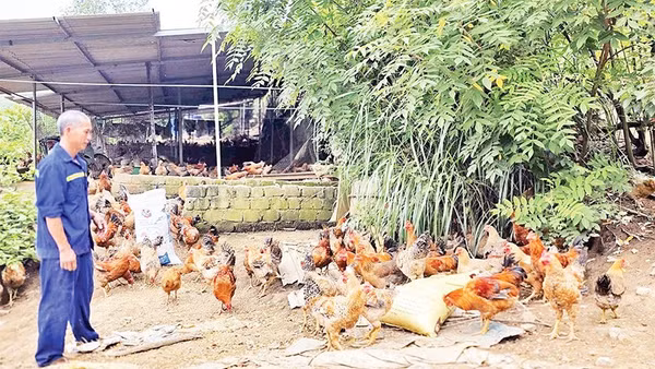 Mô hình nuôi gà của anh Trần Văn Thoòng ở thôn Khe Lánh, xã Bình Liêu cho hiệu quả kinh tế cao.
