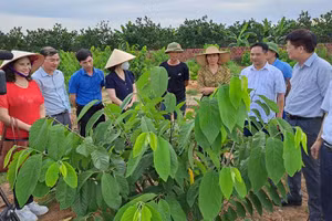 Gallery - Phục hồi nhanh, phát triển kinh tế bền vững - image 4