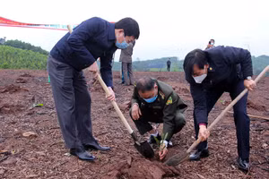Gallery - Tết trồng cây Xuân Nhâm Dần 2022 - image 6