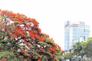 Lung linh sắc đỏ
