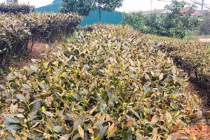 Gallery - Trang địa phương - image 24
