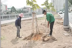 Công nhân trồng cây xanh ven bờ kênh.