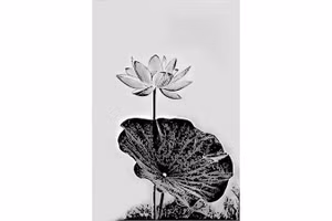 Mùa sen ở trong tôi