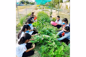 Mô hình trồng rau hữu cơ Seed To Table triển khai tại các trường học ở Bến Tre, Đồng Tháp.
