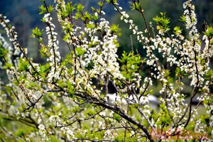 Gallery - Tết bình an - image 20
