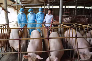 Đoàn công tác của Bộ NN-PTNT thăm trang trại nuôi lợn tại xã Hòa Định, huyện Chợ Gạo, tỉnh Tiền Giang.