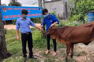 Tổ chức đoàn cơ sở ở Tây Ninh trao bò giống hỗ trợ thanh niên lập nghiệp. Ảnh: THÀNH ĐOÀN