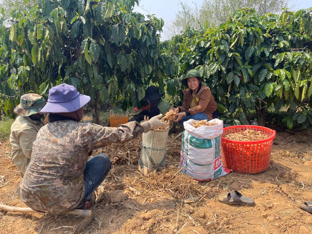 Mô hình trồng gừng sẻ giúp nhiều người dân xã Đăk Tô có thu nhập ổn định, thoát nghèo