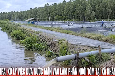 Một khu vực lâm phần rừng ngọt trên địa bàn xã Khánh An bị hộ dân đưa nước mặn vào nuôi tôm, được Chủ tịch tỉnh chỉ đạo rà soát, xử lý. (Ảnh: Cổng thông tin điện tử tỉnh Cà Mau)