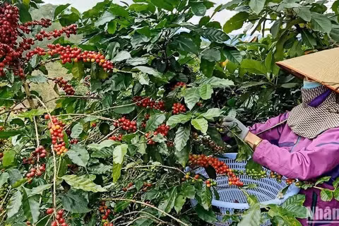 Thu hoạch cà-phê Arabica tại Lâm Đồng.