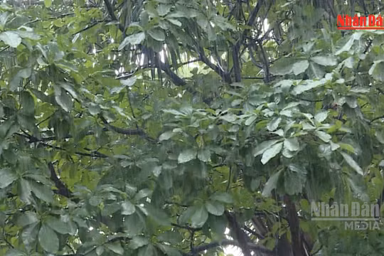 [Video] Cảnh báo mưa dông kèm lốc, sét ở Hà Nội 