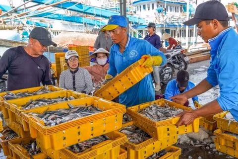 Bốc xếp hải sản tại Cảng cá Trần Đề, thành phố Cần Thơ. (Ảnh: PHƯƠNG ANH)