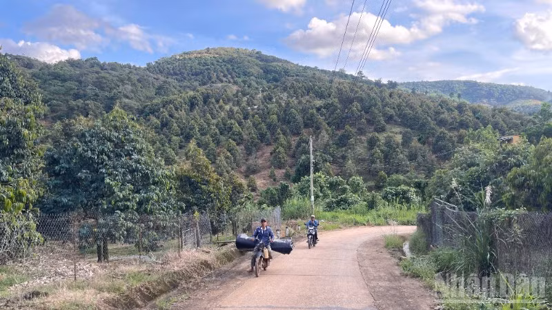 Lâm Đồng làm rõ số liệu diện tích rừng tự nhiên bị giảm hơn 17.700ha.