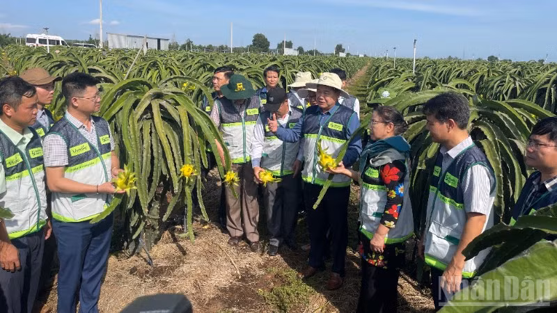 Trung tâm Khuyến nông các địa phương tham quan vườn thanh long.