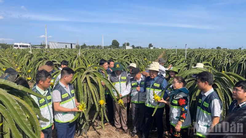 Nhiều mô hình thanh long sản xuất đang hướng tới giảm phát thải.