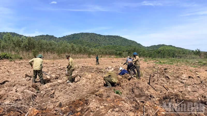 Các công nhân đang trồng rừng tại xã Hàm Thạnh.
