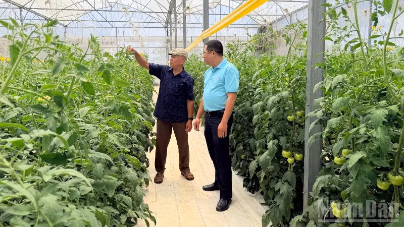 Ông Trần Sơn Tây (xã Tân Hội) chăm sóc vườn cà chua.