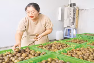 Khu vực "ru ngủ" ốc của gia đình chị Đặng Thế Quỳnh Anh.