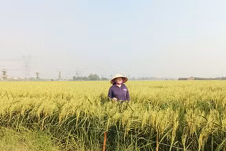 Cánh đồng nếp cái hoa vàng trĩu bông ở xã Thư Lâm, thành phố Hà Nội.