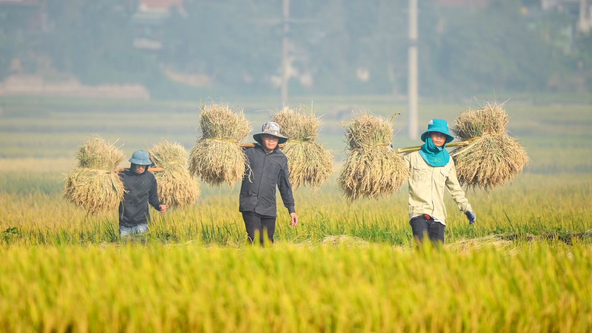Nông dân Điện Biên thu hoạch lúa mùa. (Ảnh: nhandan.vn)