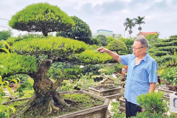 Cựu chiến binh Vũ Mạnh Hùng chăm sóc các tác phẩm cây cảnh trong khuôn viên nhà ở phường Vị Khê (Ninh Bình).