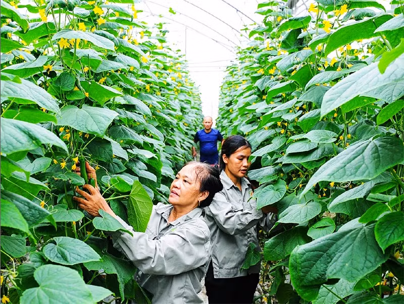 Trồng dưa chuột công nghệ cao tại Hợp tác xã Nông nghiệp công nghệ cao và hữu cơ Phú Điền, xã An Phú, Hải Phòng. (Ảnh THÀNH CHUNG)
