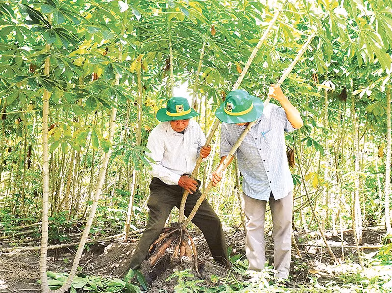 Cán bộ khuyến nông kiểm tra quá trình phát triển của cây sắn.