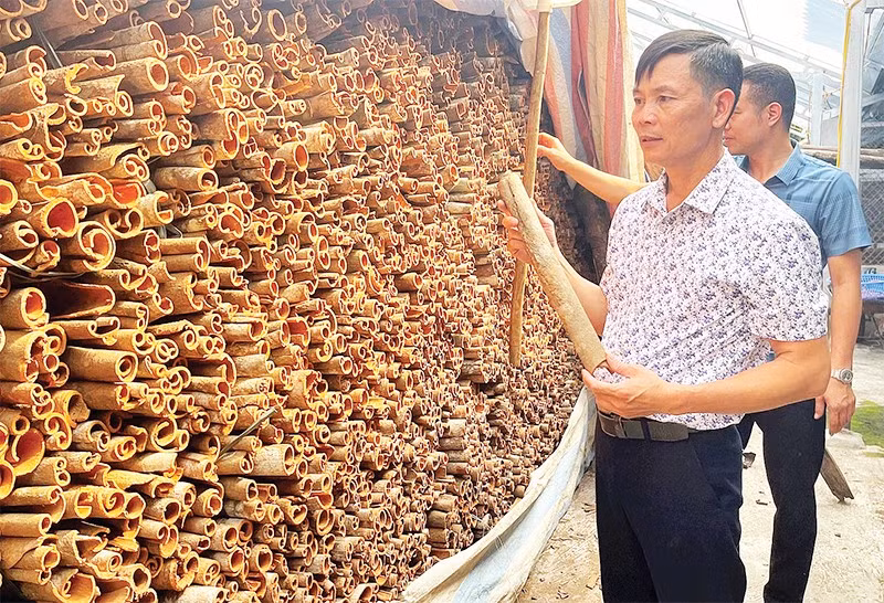 Anh Trần Văn Cháng bên sản phẩm quế hữu cơ chuẩn bị xuất bán.