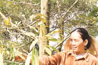 Người dân xã Cái Bè (tỉnh Đồng Tháp) chăm sóc vườn sầu riêng.