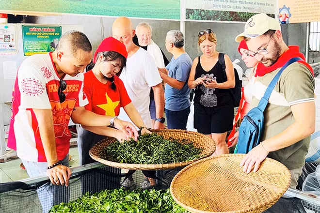 Chị Mai (thứ hai từ trái sang) hướng dẫn du khách cách sao chè.