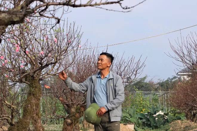 "So với bỏ ra 50-70 triệu đồng mua cây đào về chơi trong dịp Tết, khách thuê đào sẽ tiết kiệm hơn rất nhiều. Giá thuê mỗi gốc đào từ 10 triệu đồng đến 20 triệu đồng, cây cho thuê với giá cao nhất gần 30 triệu đồng", anh Hoàn cho biết.