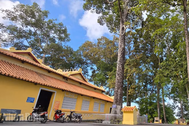Cây dầu rái hơn 200 tuổi ở cạnh đình Thoại Sơn.