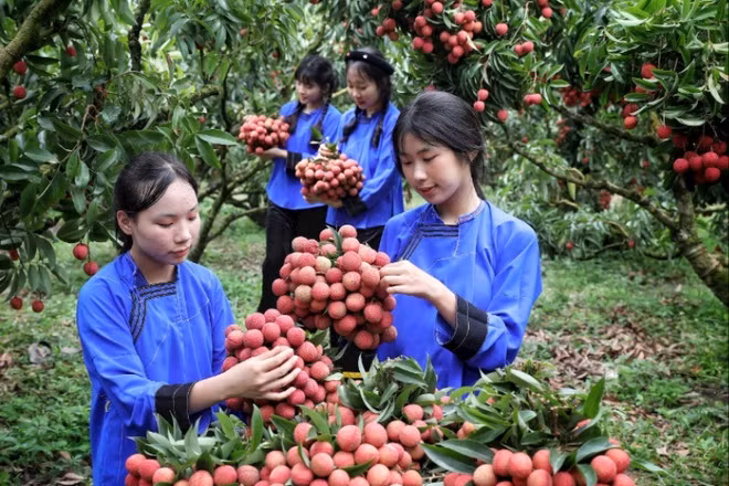 Trải nghiệm hái vải thiều tại vườn ở huyện Lục Ngạn.