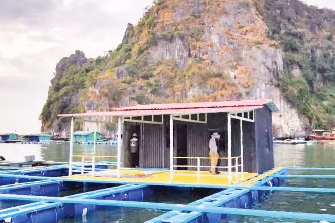 Thử nghiệm lồng nuôi biển HDPE trên biển Quảng Ninh. (Ảnh: VÂN NGỌC)
