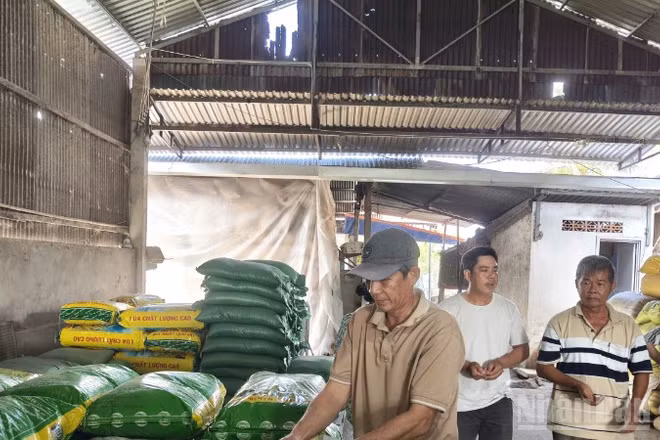Nông dân xã Thoại Sơn tham gia mô hình kiểm tra nhận lúa giống.