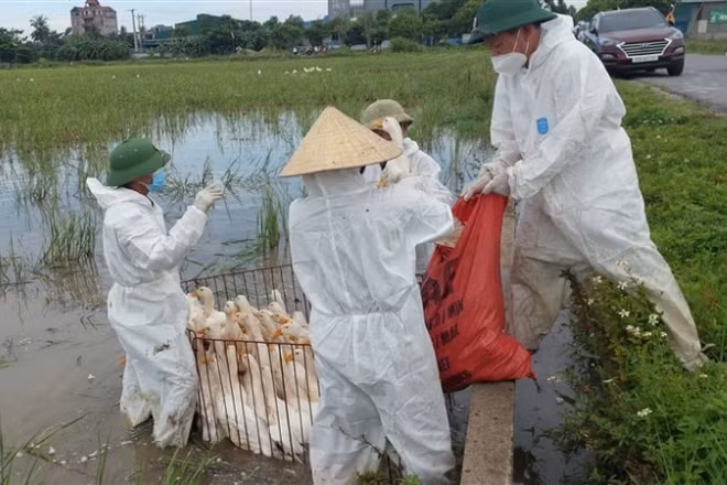 Ổ dịch cúm gia cầm H5N1 đầu tiên ở xã Hùng Châu được phát hiện từ ngày 20/6. (Ảnh: HC)