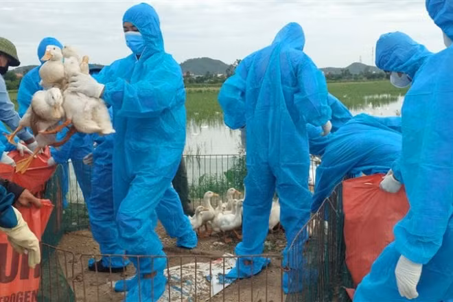  Xã Hùng Châu đã tiêu hủy hơn 18 nghìn con gia cầm mắc cúm gia cầm H5N1. (Ảnh: HC)