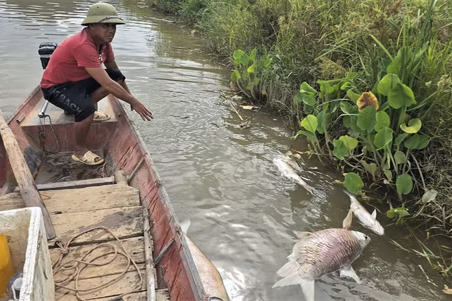 Người dân thu gom cá chết nổi trên mặt nước sông Lam. (Ảnh: NGUYỄN HÙNG)