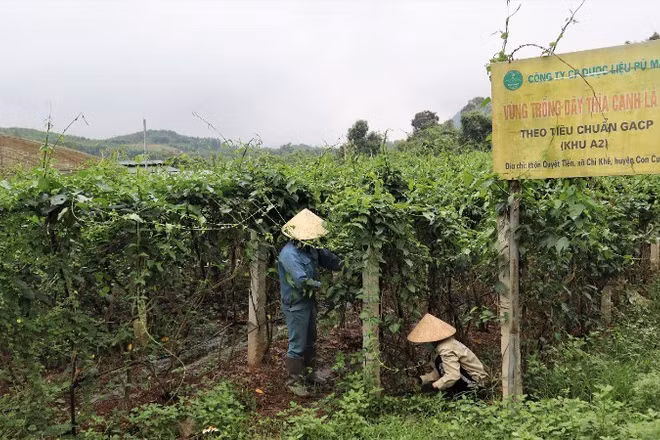 Mỗi năm, Công ty cổ phần Dược liệu Pù Mát trồng và thu mua khoảng 400 tấn nguyên liệu, sản xuất 7 dòng sản phẩm OCOP 4 sao, gồm: Trà túi lọc cà gai leo, Trà túi lọc dây thìa canh, Trà túi lọc giảo cổ lam, Trà hòa tan cà gai leo, Trà hòa tan dây thìa canh, Cao cà gai leo, Cao dây thìa canh) và 4 dòng sản phẩm OCOP 3 sao, gồm: Viên hoàn dây thìa canh, Viên hoàn cà gai leo, Trà túi lọc an thần Pù Mát, Trà túi lọc dây thìa canh lá to.