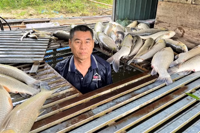 Bè cá khoảng 350 con, chủ yếu là cá trắm của gia đình ông Trần Văn Tưởng chuẩn bị đến kỳ thu hoạch bị chết bất thường.