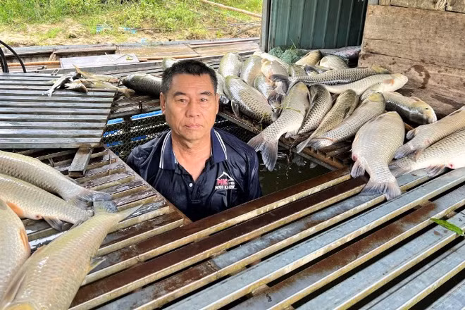 Bè cá khoảng 350 con, chủ yếu là cá trắm của gia đình ông Trần Văn Tưởng chuẩn bị đến kỳ thu hoạch bị chết bất thường.