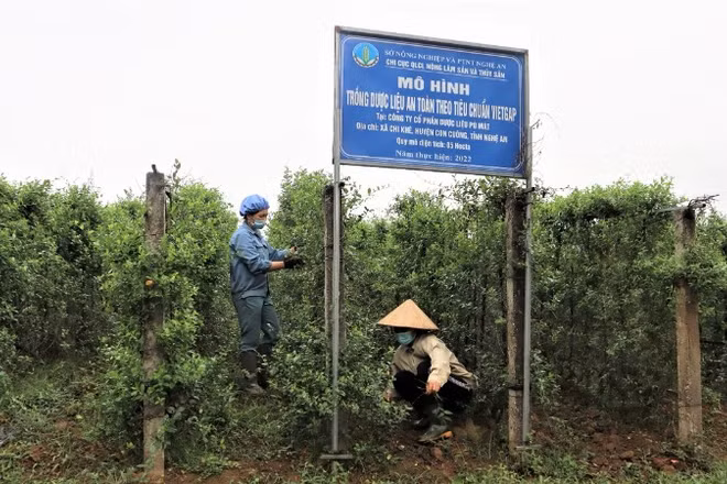 Phát triển trồng dược liệu tại vùng đệm Vườn quốc gia Pù Mát, Nghệ An.