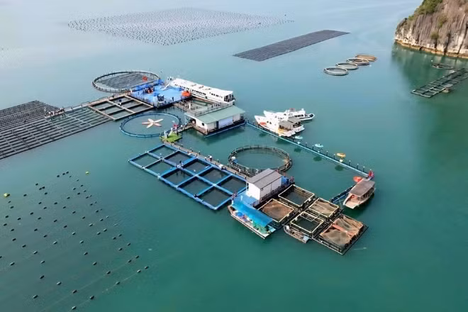 Trang trại nuôi biển công nghệ cao tại Vân Đồn, tỉnh Quảng Ninh của STP Group. (Ảnh: NGUYỄN THÀNH)
