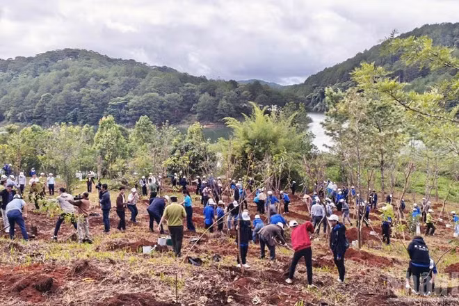 Lâm Đồng đặt mục tiêu trồng 2.345ha rừng tập trung và hơn 1,65 triệu cây phân tán trong năm 2026.