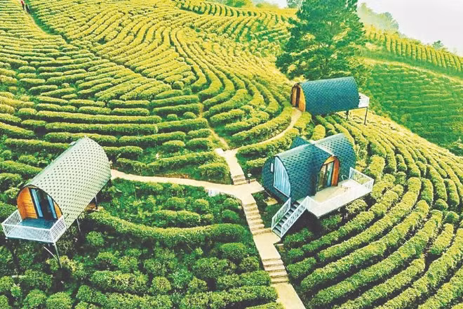 Đồi chè trong khu du lịch sinh thái Kolia, xã Thành Công, tỉnh Cao Bằng.