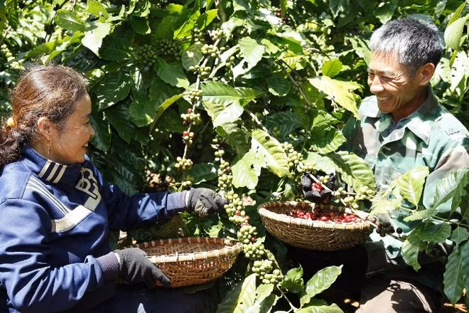 Nông nghiệp tái sinh mở hướng phát triển bền vững cho ngành cà-phê Việt Nam.